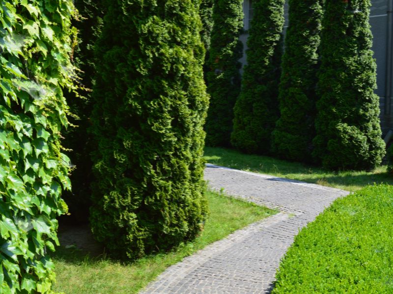 Tall skinny trees lining a paved garden path, showcasing lush greenery perfect for landscaping designs.