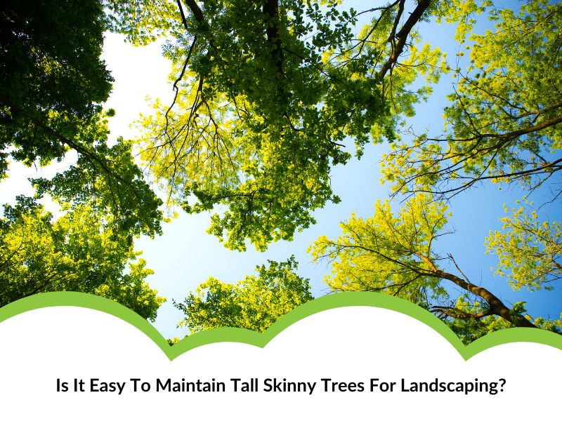 View of tall skinny trees with lush green foliage against a blue sky, ideal for landscaping aesthetics.