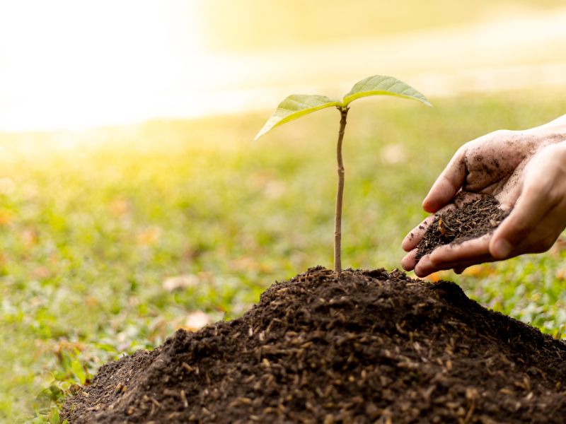 Hands planting a young sapling in soil, representing the beginning stages of tall skinny trees for landscaping.