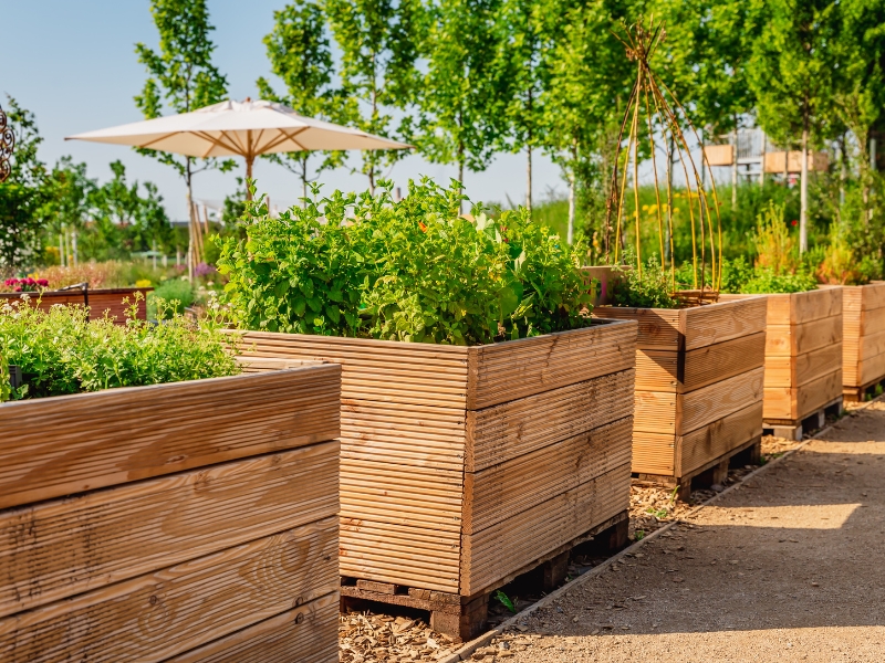 well-maintained wooden garden beds in a sunny outdoor space, focusing on reducing weeds in garden beds through proper care.