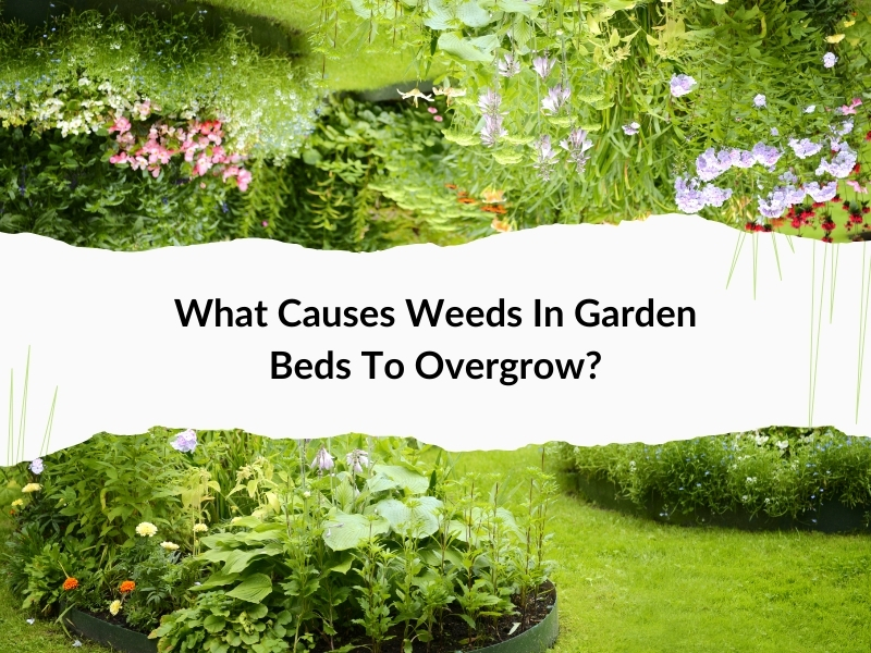 lush green garden beds with flowers and overgrown plants, highlighting the causes of weeds in garden beds.