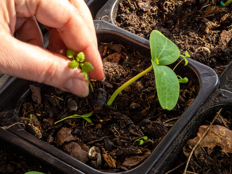 hand pulling small weeds in garden beds with young plants, focusing on early weed control in soil.