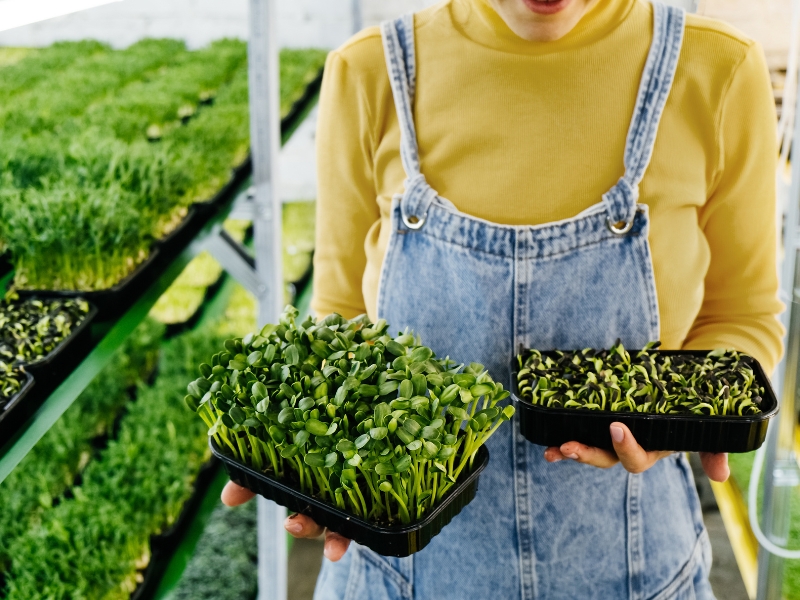 Person holding microgreens in trays for indoor edible garden design.