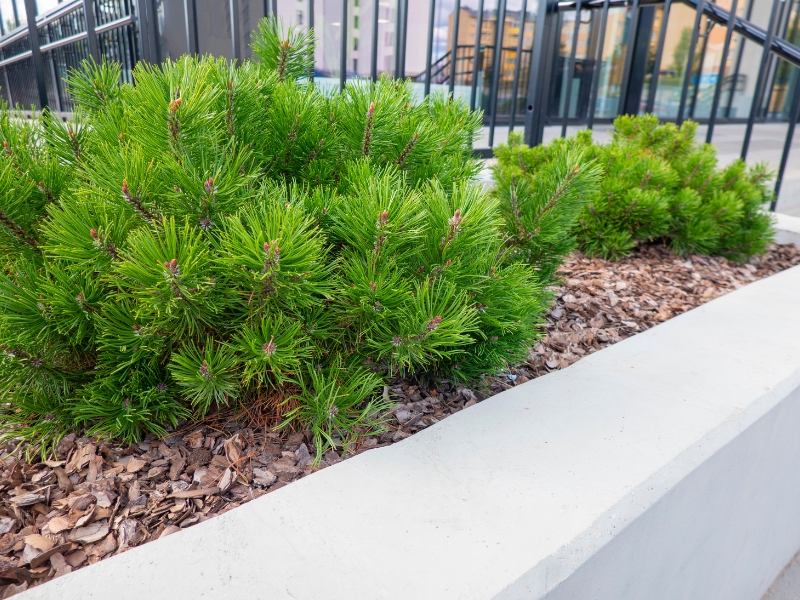 Lush green plants in a garden bed showcasing alternatives to mulch for moisture retention and weed control.