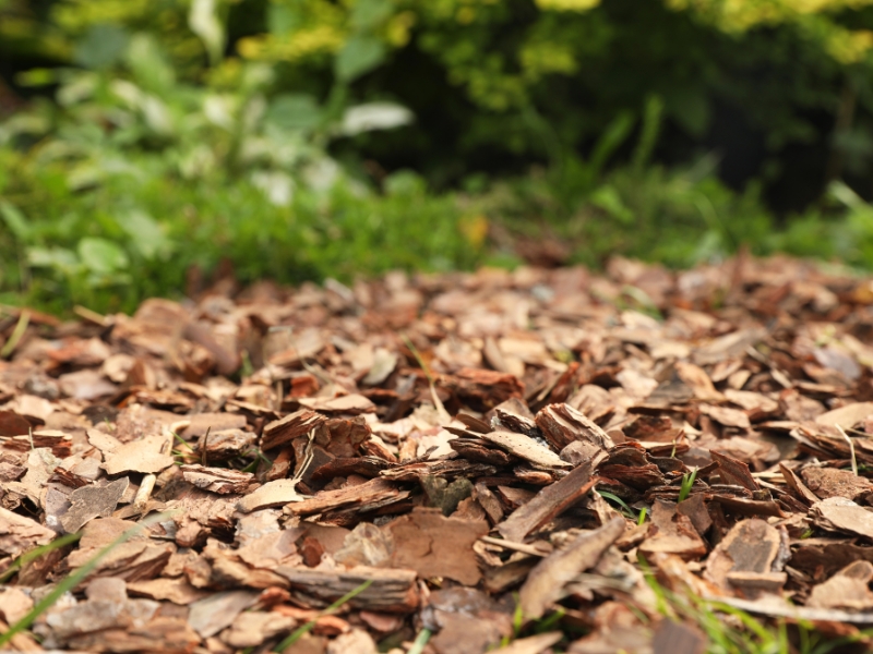 Wood chips used as an effective alternative to traditional mulch in a garden for moisture retention.