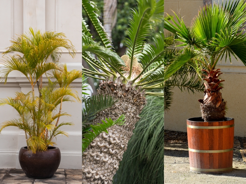 Different palm trees in pots, perfect for adding height and texture to a tropical garden style.