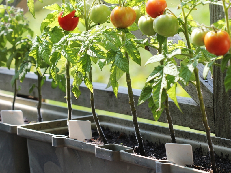 Tomato plants growing in pots for small-space edible garden design.