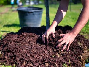 Close-up of mulch breakdown in a garden bed, showing decomposing organic matter and healthy soil.