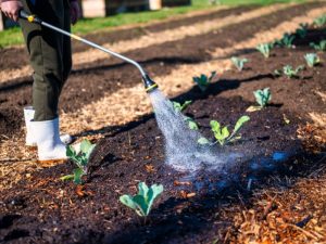 A gardener watering mulch to prevent mulch breakdown and maintain healthy soil and garden health.