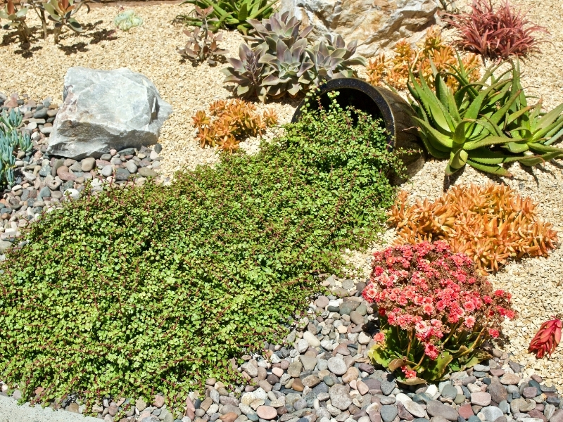 A lush drought-tolerant garden featuring hardy plants that thrive with minimal water in Australian conditions.