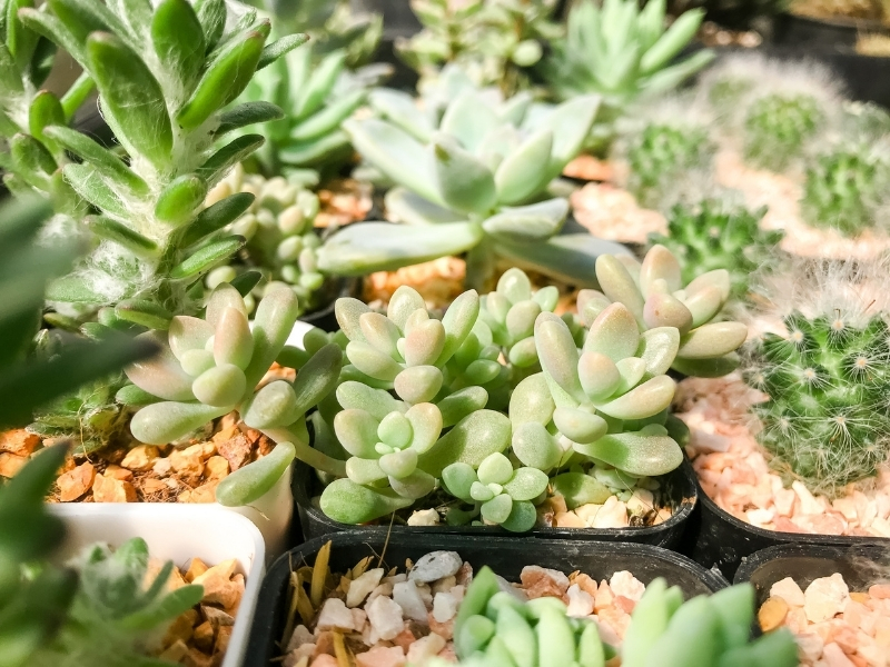 A vibrant drought-tolerant garden showcasing a variety of succulent plants that thrive with minimal water.