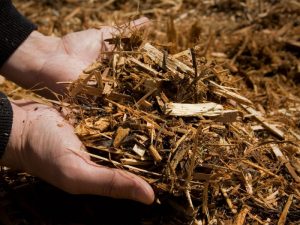 Compacted soil covered with mulch to improve texture and enhance moisture retention.