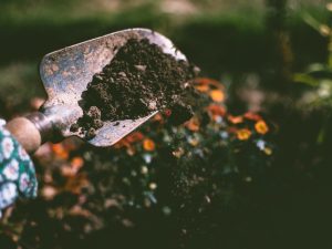 A gardener using a trowel to spread soil in a flowerbed, preparing to plant ground cover plants.