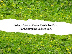 A vibrant green field of ground cover plants, ideal for soil erosion control and improving garden landscapes.