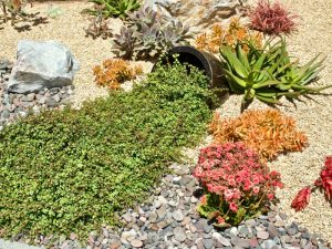 Drought-resistant plants thrive in the summer heat. Succulents, grasses, and ground cover resist wilting. Ideal for low-water gardens.