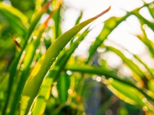 Effectiveness of herbicide for weed control during rain, showing how weather impacts its performance."