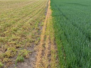 Crop damage comparison: Herbicide for weed control effectiveness in a field.