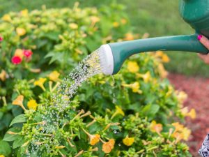 A person watering a garden to prevent their plants from wilting in the heat.