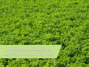 Field overrun with summer weeds, highlighting common invasive plants that can take over lawns in warm seasons.