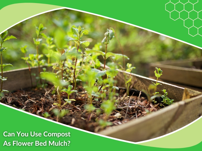 Fresh green plants growing in a raised garden bed with compost as mulch, promoting healthy soil and moisture retention.