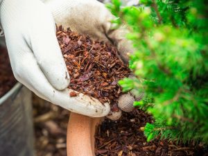 Gardener applying mulch to potted plant to prevent burnt leaves on plants caused by summer heat and excessive sun exposure.