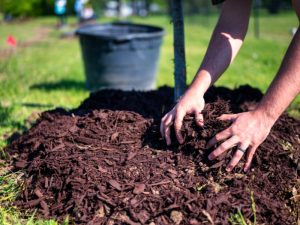 Close-up of a person's hands adding a layer of brown mulch to the base of a tree, showcasing one of the many types of mulch available.