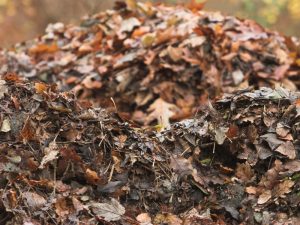 Dry leaves piled up, showcasing different types of mulch for gardening.