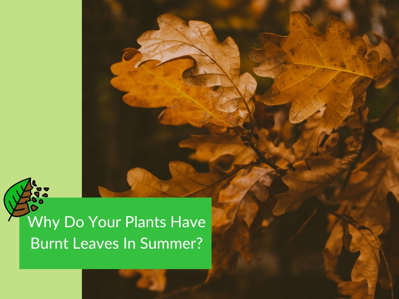 Burnt Leaves On Plants during summer heat, showing dried brown foliage on tree branches. Causes of leaf scorch in hot weather.