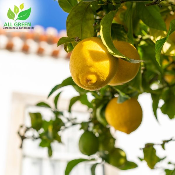 image presents citrus trees pruning by All Green Gardening & Landscaping