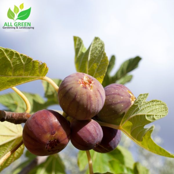 image presents fig tree pruning by All Green Gardening & Landscaping