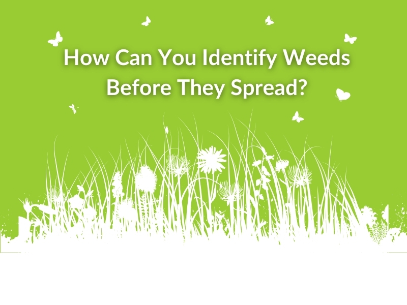 A green background with a text overlay saying "How Can You Identify Weeds Before They Spread?" showing an informative guide to weed identification.