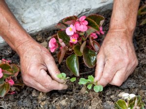 A gardener removing small weeds from a flower bed, highlighting how to identify weeds in the garden before they grow.