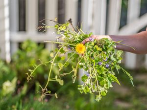 A hand holding a bunch of freshly picked weeds, demonstrating how to identify weeds before they spread in the garden.