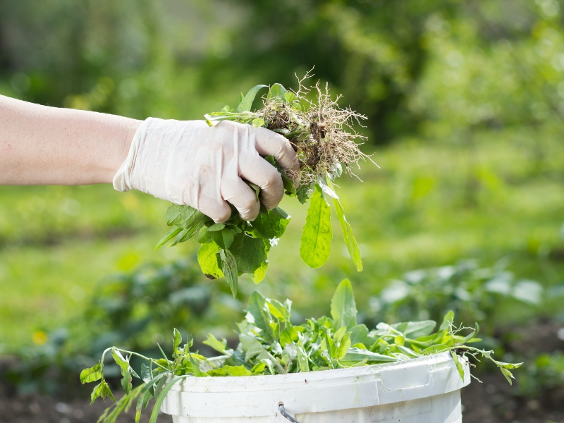 A gloved hand removes weeds from a garden, dropping them into a white bucket.