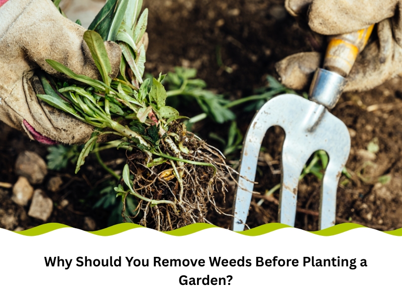 Gardener's hands use a hand fork to remove weeds and their roots from the soil before planting.