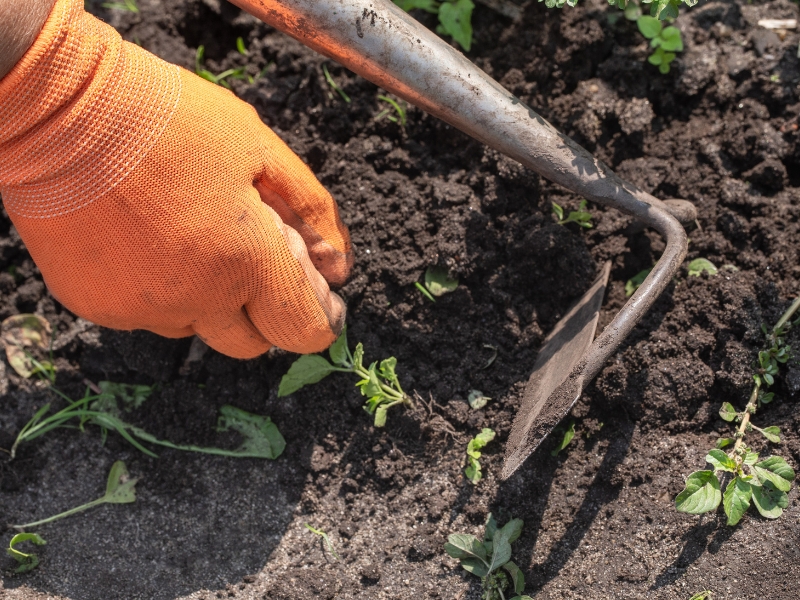Gloved hand pulling weeds by hand to boost weed control efficiency in garden soil.