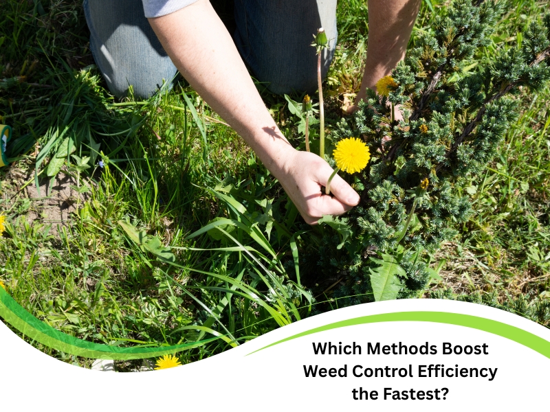 Person pulling dandelion by hand to improve weed control efficiency quickly.