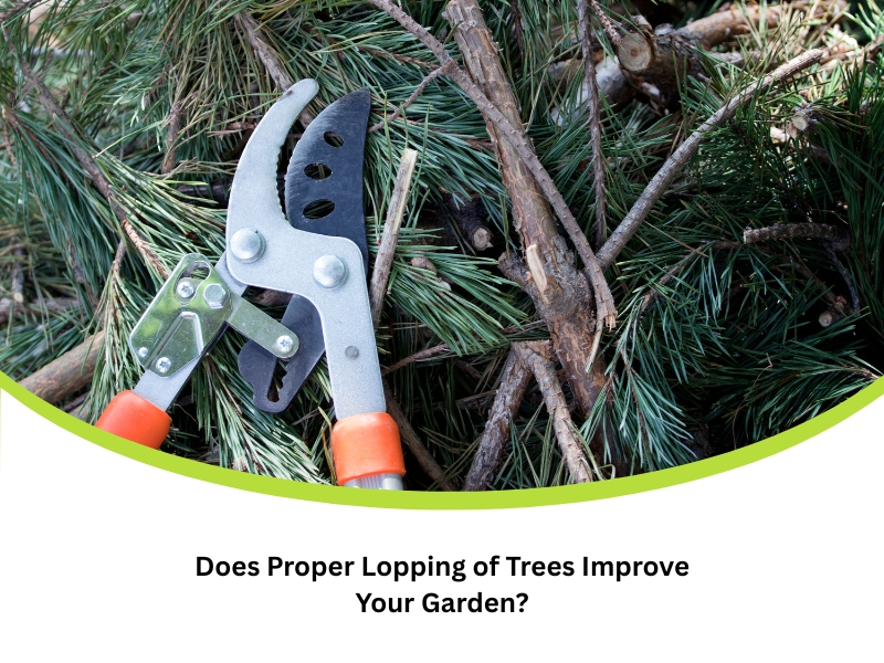 Lopping of trees with pruning shears cutting pine branches