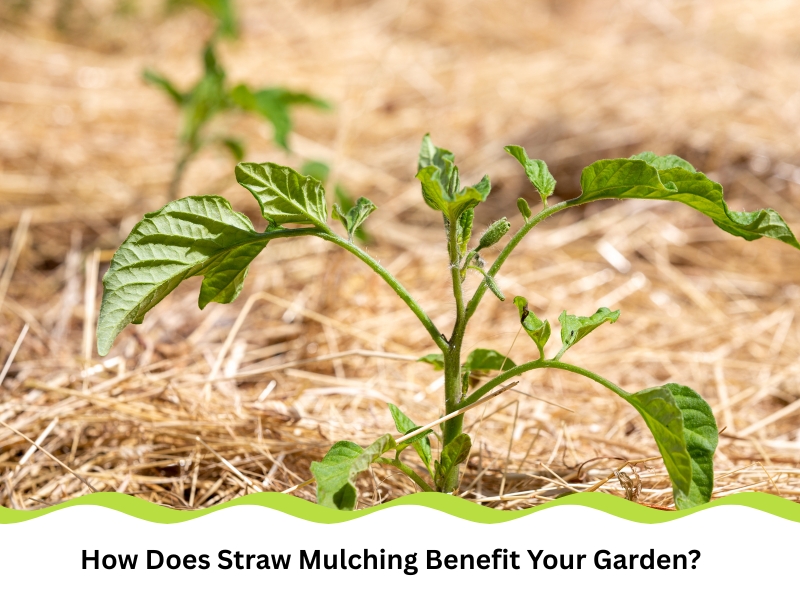 Tomato seedling growing with straw mulching in garden bed