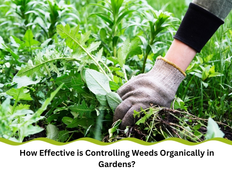 Hand pulling weeds from soil as part of controlling weeds organically