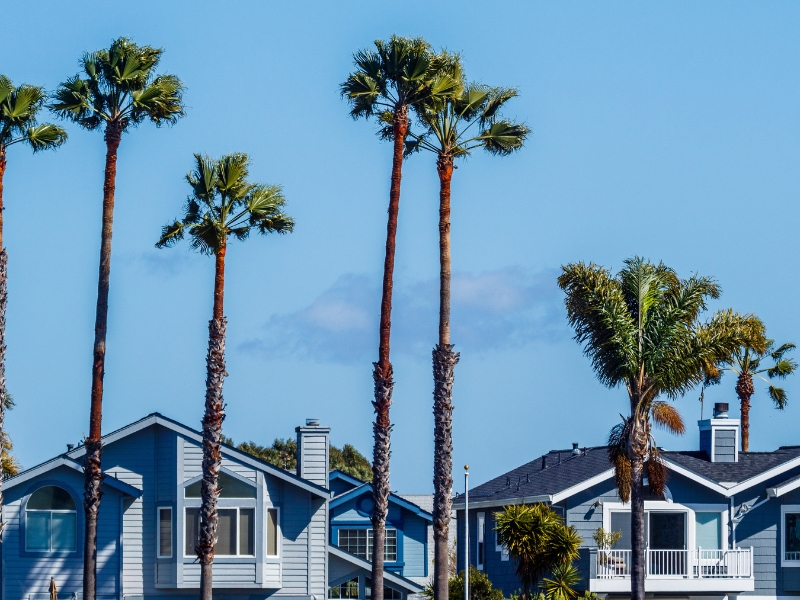 Lopping of trees keeping tall palm trees safe near homes