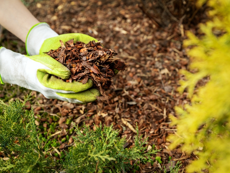Applying mulch to garden bed for controlling weeds organically