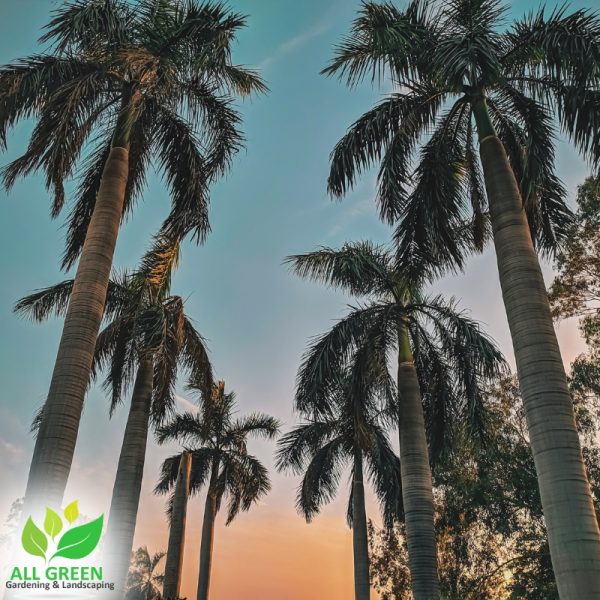 The image presents palm tree removal