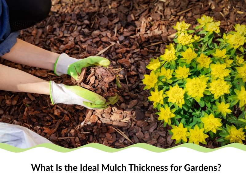 ideal mulch thickness being applied in flower bed
