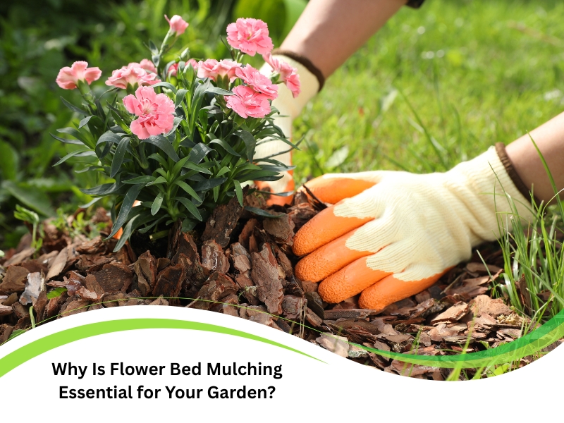 Flower Bed Mulching being arranged by gloved hands around blooming pink flowers