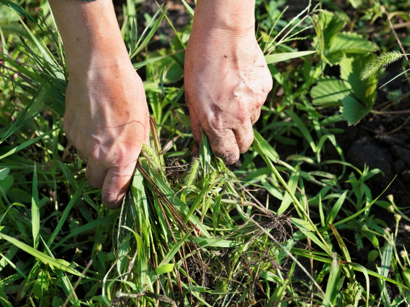 Manually pulling grass weeds to begin controlling weeds organically