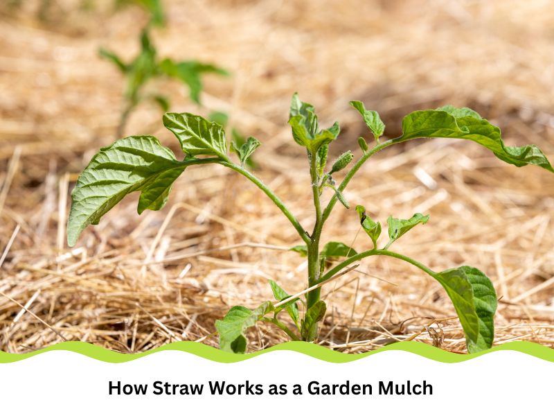Tomato plant growing with straw mulching for moisture retention and weed prevention.