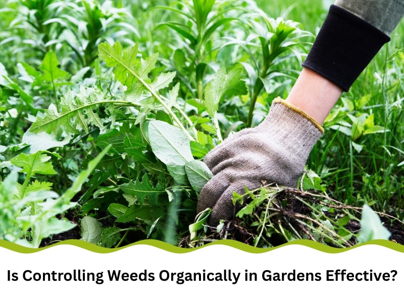 Hand pulling weeds from soil as part of controlling weeds organically