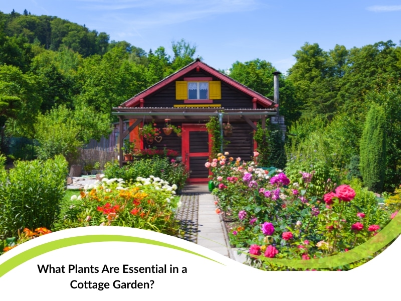 flower-filled entry path leading to a classic timber garden cottage with bright shutters