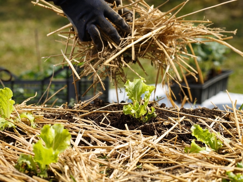 Applying straw mulching around lettuce seedlings to protect soil and retain moisture in the garden.